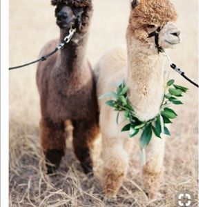 Meet your Posher, Karol